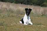 FOX TERRIER POIL LISSE 126